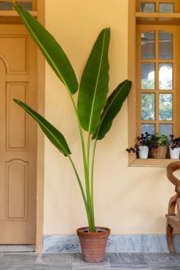 Uzun Tropikal Cennet Kuşu 'nun Kapalı Kapılar' a Yakın Çekimi