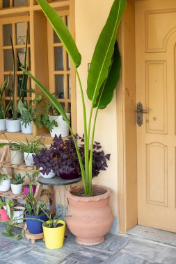 Tropikal Yeşil Yapraklı Büyük Saksıda Muz Bitkisi Tahta Kapıya Yakın