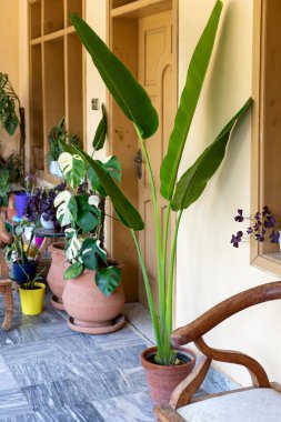 Terracotta Pot 'ta bulunan Strelitzia Nicolai Cennet Kuşu' nun Uzun Tropikal Bitkisi