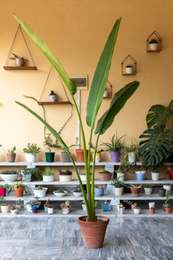 Cennet Kuşu 'yla kapalı bahçe. Arka planda renkli saksı suları var.