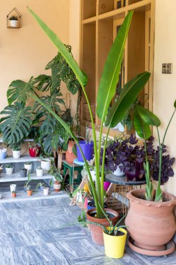 Büyük Yapraklı Bir Strelitzia Nicolai Tropikal Bitkisinin Yakın Çekimi