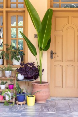 Dev beyaz cennet kuşu Çamurda bitki Dekoratif Ev Bitkileriyle çevrili