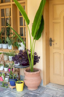 Tropikal Yeşil Yapraklı Büyük Saksıda Muz Bitkisi Tahta Kapıya Yakın