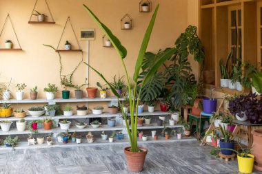 Strelitzia Nicolai Cennetin Dev Kuşu Terracotta Tenceresinde