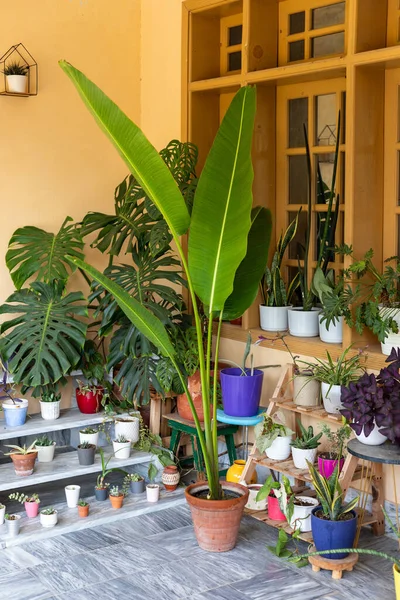 Cennetin Dev Kuşu Strelitzia Nicolai Sulu ve Kaktüslü Bahçedeki Bitki