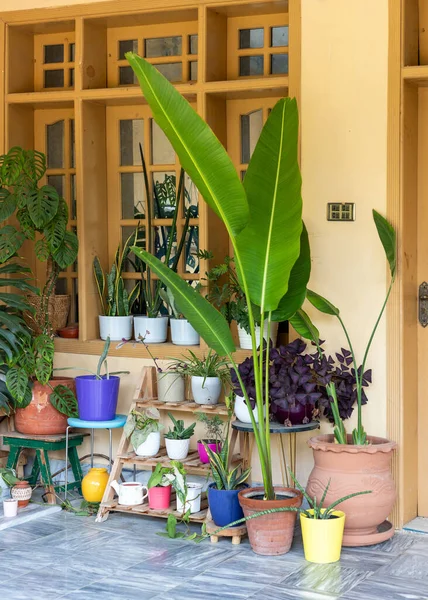 Geniş Yapraklı Cennet Kuşu (Strelitzia Nicolai) Küçük Yapraklı Cennet Kuşu (Strelitzia Regina)