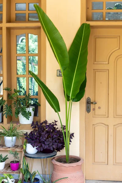 Dev Cennet Kuşu Fabrika Kapanışı