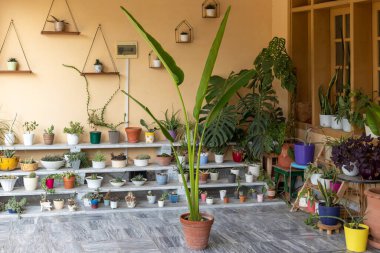 Strelitzia Nicolai Cennetin Dev Kuşu Terracotta Tenceresinde