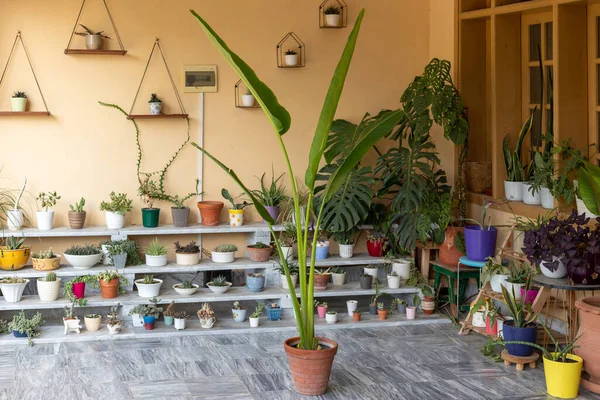 Strelitzia Nicolai Cennetin Dev Kuşu Terracotta Tenceresinde