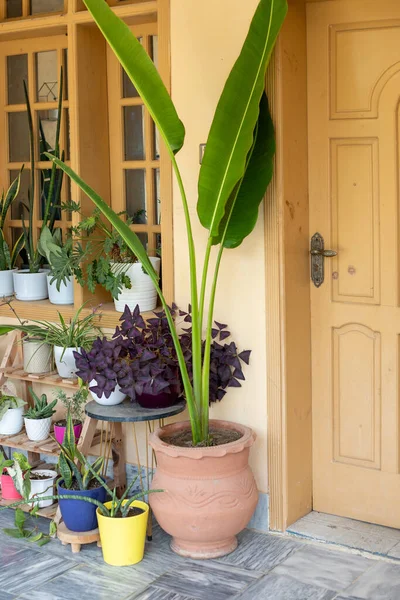 Tropikal Yeşil Yapraklı Büyük Saksıda Muz Bitkisi Tahta Kapıya Yakın