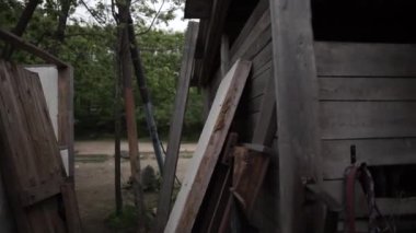 vahşi atlar koşmak orman