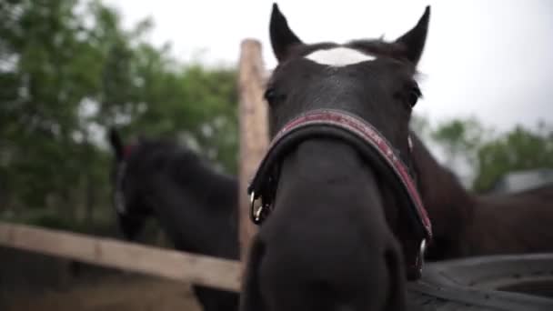 Cavalos Executar Floresta Selvagem — Vídeo de Stock