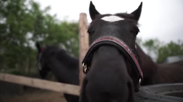 Konie Uruchom Lesie Dziki — Wideo stockowe