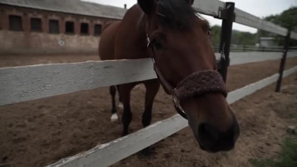 Cavalos Executar Floresta Selvagem — Vídeo de Stock