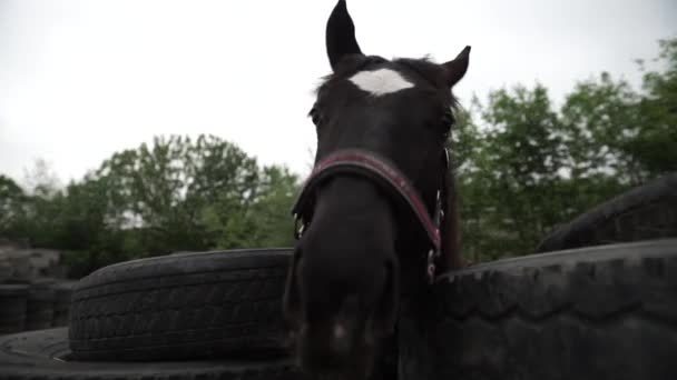 Caballos Corren Bosque Salvaje — Vídeo de stock