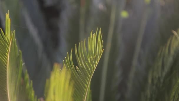 風に揺れるヤシの葉をクローズ アップ — ストック動画
