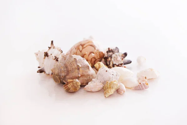 Shells White Background Isolated Photo — Stock Photo, Image