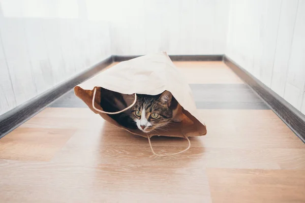 çizgili bir kedi bir kağıt torba içinde oturur ve bunun dışında beyaz arka plan üzerinde görünüyor