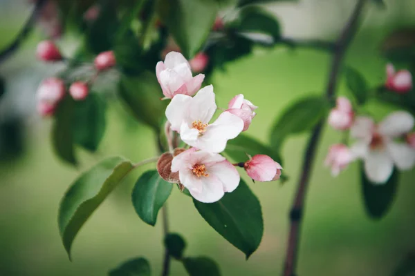 白とピンク リンゴの花のクローズ アップ — ストック写真
