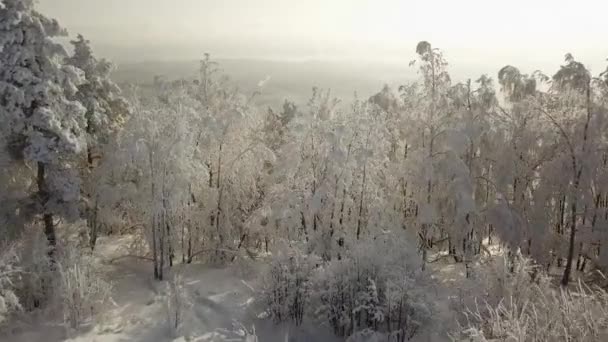 Aerial Flyover Frozen Snowy Spruce Forest Vista Superior Volando Sobre — Vídeo de stock