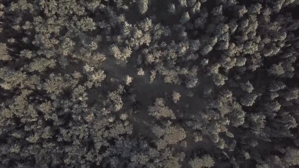 Aerial Flyover Frozen Snowy Spruce Forest Top View Flying Trees — Stock Video