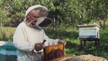 Bir arıcı apiary'de arılar ve kovanları ile çalışır. Apiary'de koruyucu giysili bir adam. Çalışan kovandan çerçeveyi çeker. Bir adam bal ile petek çeker. Yaz hasadı