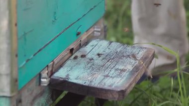 Bir sürü arılar arı kovanı, arı kovanı girişinde. Arılar meşgul, çalışma arılar görünümünü kapat