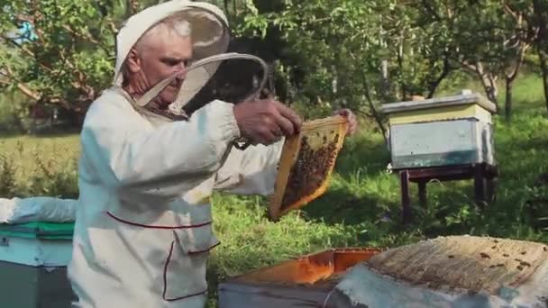 養蜂家は養蜂家のミツバチと巣を使って働きます 養護服を着た男従業員はハイブからフレームを引っ張ります 男は蜂蜜でハニカムを引き抜く 夏の収穫 — ストック動画