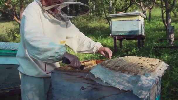 養蜂家は養蜂家のミツバチと巣を使って働きます 養護服を着た男従業員はハイブからフレームを引っ張ります 男は蜂蜜でハニカムを引き抜く 夏の収穫 — ストック動画
