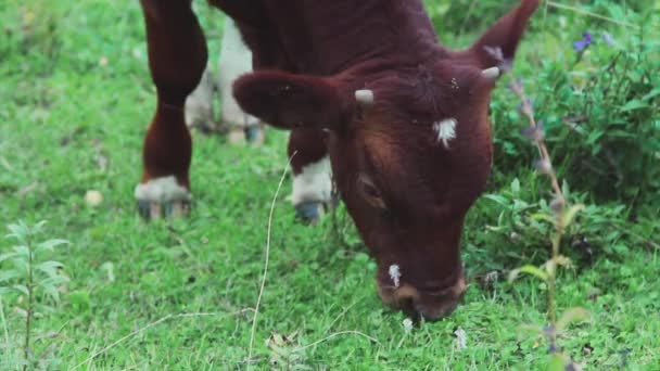 Yeşil Bir Çayırda Otlayan Büyük Boynuzlu Hayvancılık Çim Yiyor — Stok video