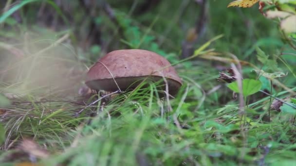 Çimlerin Üzerinde Büyük Bir Mantar Bıçaklı Mantar Mantarı Ile Kesikler — Stok video