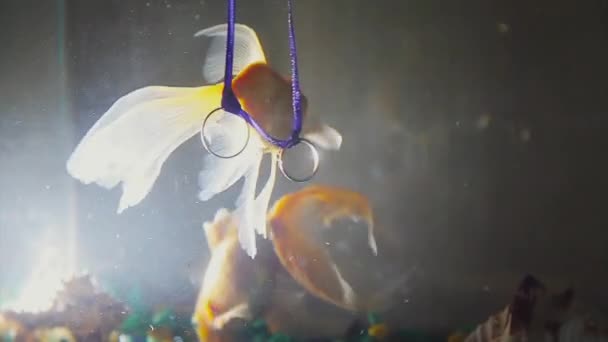 水族馆蓝丝带上的金结婚戒指金鱼特写漂浮在水中 — 图库视频影像