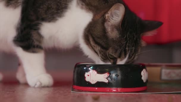 Gatto Versato Cibo Una Ciotola Nera Con Quadro Pesce Mangiare — Video Stock