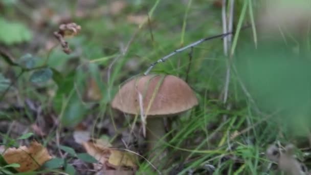 Grosso Fungo Nell Erba Tagli Forestale Con Coltello Fungo Boletus — Video Stock