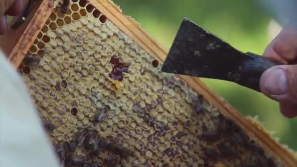 Een Imker Werkt Samen Met Bijen Netelroos Een Man Een — Stockvideo