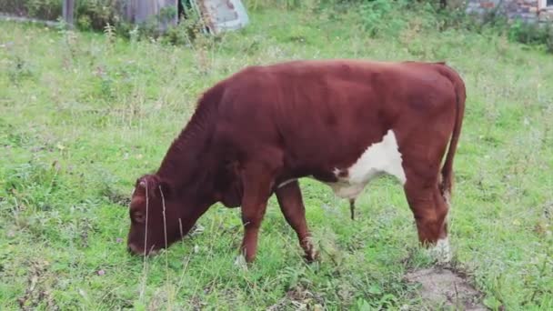 Vaca Pastando Prado Verde Grande Chifre Gado Come Grama — Vídeo de Stock