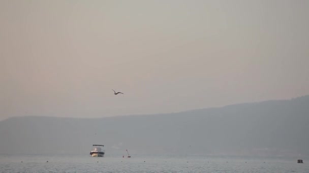 海鸥飞过天空 鸟拍打翅膀 — 图库视频影像