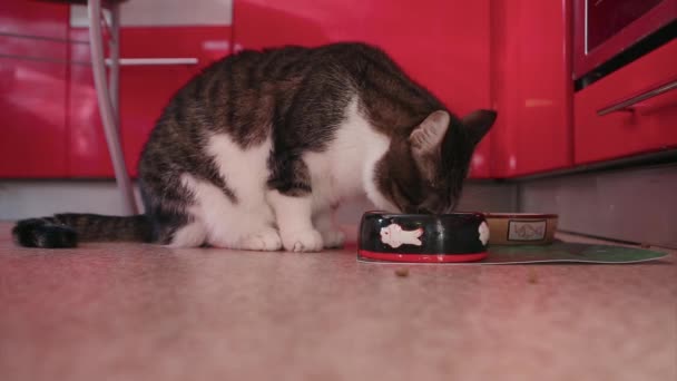 Gato Derramou Comida Uma Tigela Preta Com Uma Imagem Peixe — Vídeo de Stock