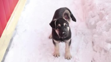 karda oynayan lop kulaklı köpek yavrusu. Melez köpek kuyruğunu sallıyor.