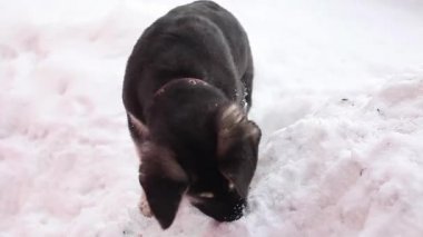 karda oynayan lop kulaklı köpek yavrusu. Melez köpek kuyruğunu sallıyor.