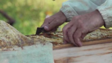 Bir arıcı apiary'de arılar ve kovanları ile çalışır. Apiary'de koruyucu giysili bir adam. Çalışan kovandan çerçeveyi çeker. Bir adam bal ile petek çeker. Yaz hasadı