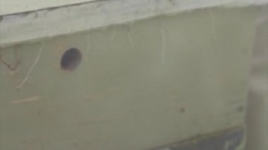 arıları korkutmak için kamera. Sigara içen böcekler için. Kovandan bal çıkarma