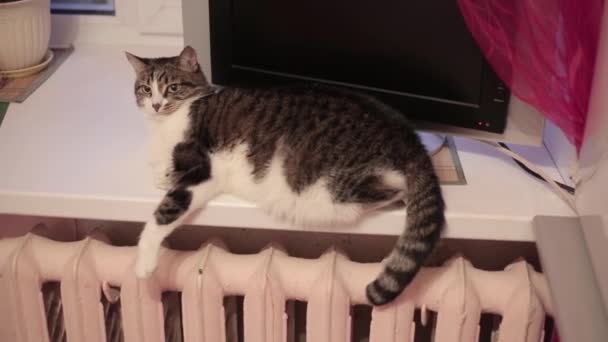 Striped Cat Lying Windowsill Battery Wags His Tail Animal Resting — Stock Video