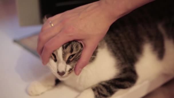Dono Animal Estimação Arranhando Gato — Vídeo de Stock
