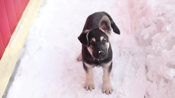 雪の中で遊んでいる耳の子犬 モングレル犬はかなり尻尾を振っている — ストック動画