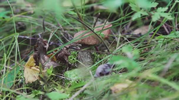 草の中の大きなキノコ ナイフキノコのボレトスで森のカット — ストック動画