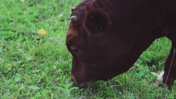 vache broutant sur une prairie verte. gros bétail à cornes mange l'herbe 