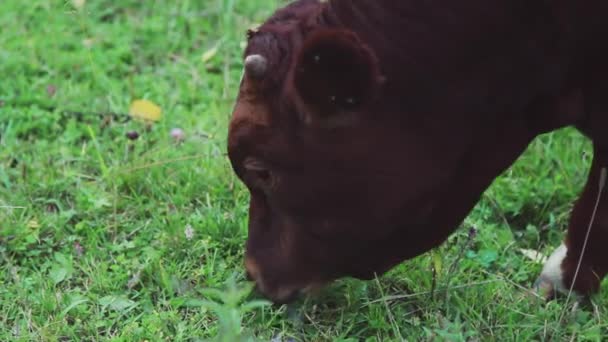 Vaca Pastando Prado Verde Ganado Cuernos Grandes Come Hierba — Vídeo de stock