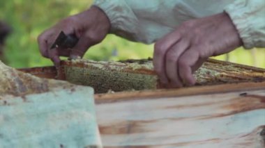 Bir arıcı apiary'de arılar ve kovanları ile çalışır. Apiary'de koruyucu giysili bir adam. Çalışan kovandan çerçeveyi çeker. Bir adam bal ile petek çeker. Yaz hasadı