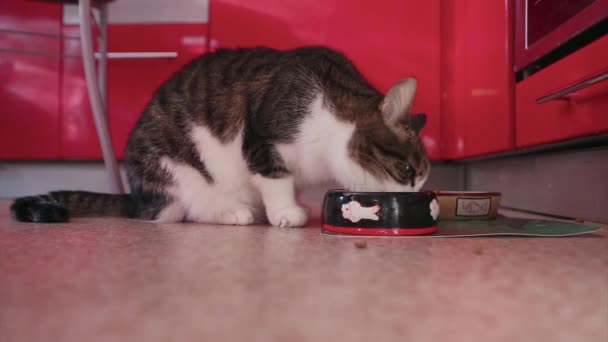 Gato Derramou Comida Uma Tigela Preta Com Uma Imagem Peixe — Vídeo de Stock